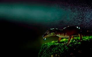 фото ящерицы