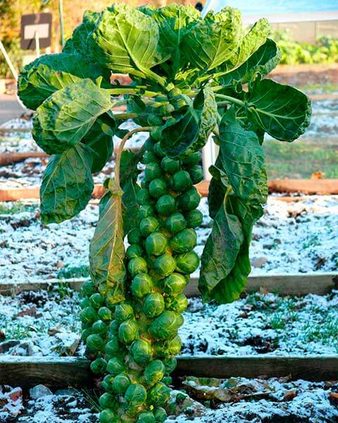 брюссельская капуста