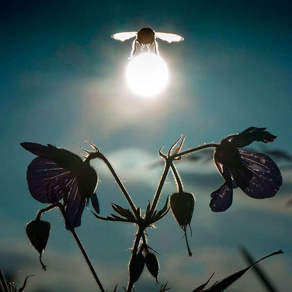 шмель в полете