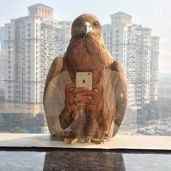 орёл делает селфи